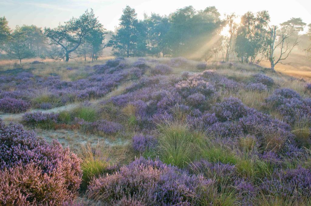 Landhuisjes Bij De Wouterbron Opglabbeek Екстер'єр фото